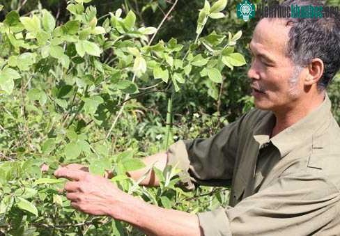 Ông Trần Ngọc Lâm bên một cây thuốc quý.
