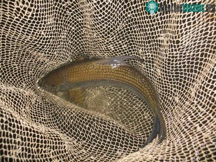 Loài cá này có xương mềm, thịt ngọt, đặc biệt bộ trứng bùi ngầy ngậy rất hấp dẫn.