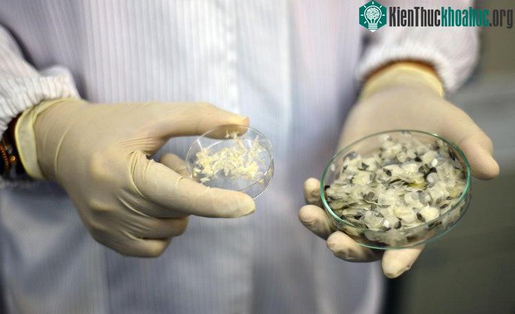 Khi được thử nghiệm trên chuột, collagen cũng đem lại nhiều tiềm năng trong việc điều trị và tái tạo mô. (Nguồn: NTU).
