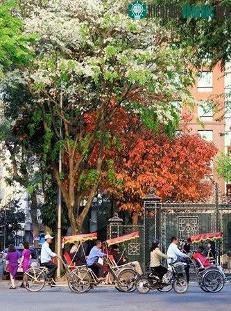 Hồ Gươm đẹp quyến rũ mùa lộc vừng thay lá ảnh 0