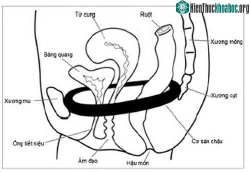 Trước khi luyện tập Kegel, phải xác định vùng cơ sàn chậu.