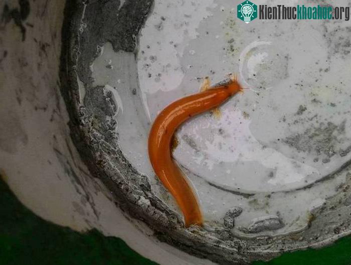 Con cá chạch màu vàng óng anh Tuất bắt được trong lúc đi tát ao. (Ảnh: C.Đ)