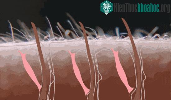 Những lớp da nhô lên này là kết quả của việc các cơ nhỏ dưới lông bị co lại.