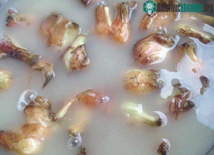 Ngâm hành với nước vo gạo