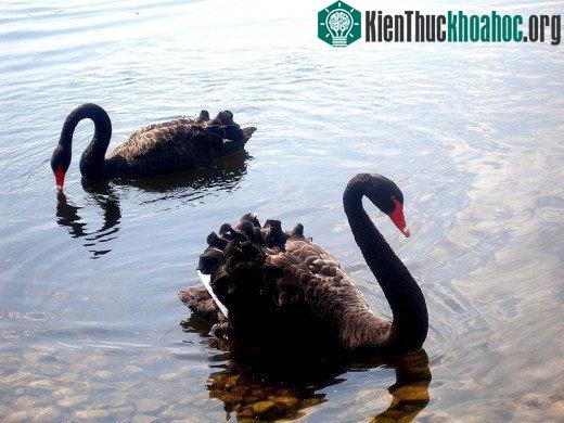 Về mặt hình thể, thiên nga đen cũng không có nhiều khác biệt so với thiên nga trắng.