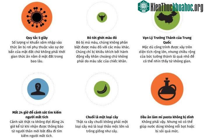 Thực ra, chuối là một loại thảo mộc lớn và giống như cây.