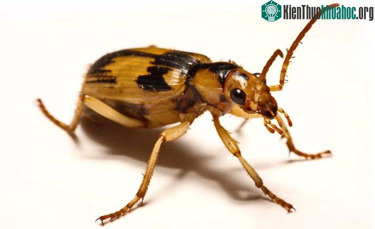 Loài bọ bị kẻ thù nuốt vẫn thoát nhờ vũ khí đặc biệt ảnh 1