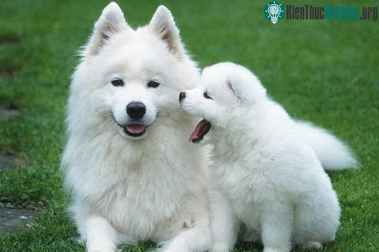 Loài chó Samoyedc có giá từ 6.500 đến 12.000 USD.