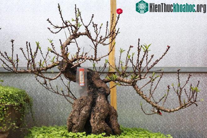 Đào Thất Thốn là loại đào cổ, hiếm và rất đắt đỏ.