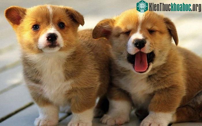 Ở Hồng Kông giết mổ thịt chó mèo có thể bị phạt 6 tháng tù và 650 USD.