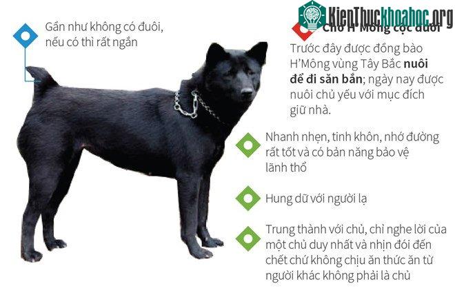 Chó H’Mông cộc đuôi