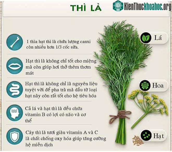 Tác dụng chữa bệnh của rau thì là