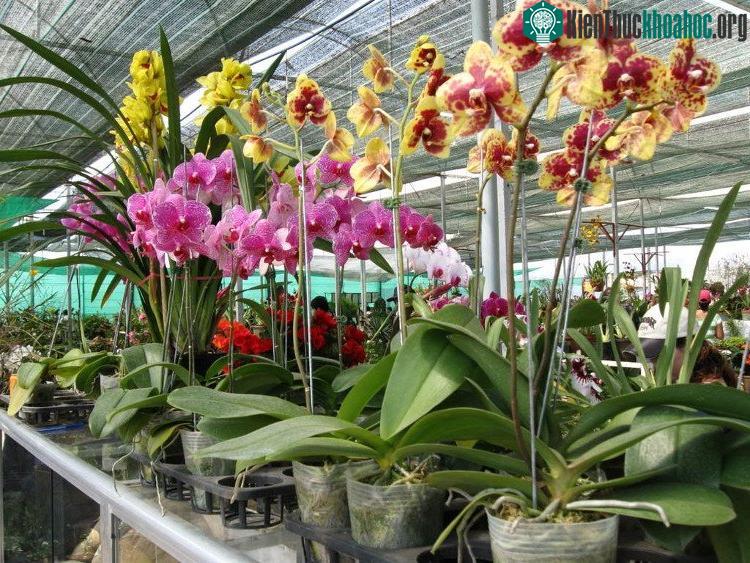 Buộc dây vào gốc và buộc cố định chắc chắn sang hai bên không cho cây bị lung lay khi cầm chậu. (Ảnh minh họa).