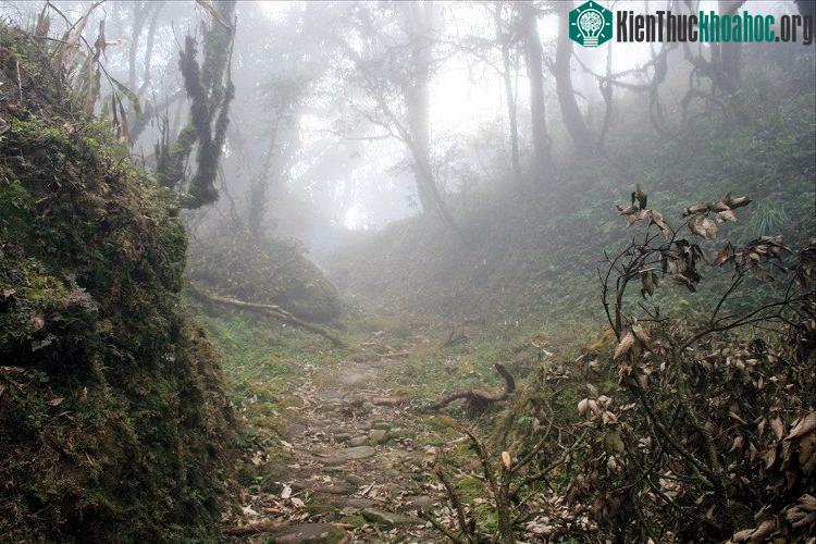 Đường cổ giữa đại ngàn
