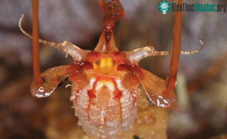 Loài cây hiếm gặp mang nhiều đặc điểm khác thường.
