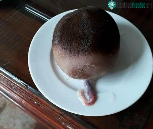 Nhiều người liên tưởng vật thể này đến Sọ Dừa trong truyện cổ tích.