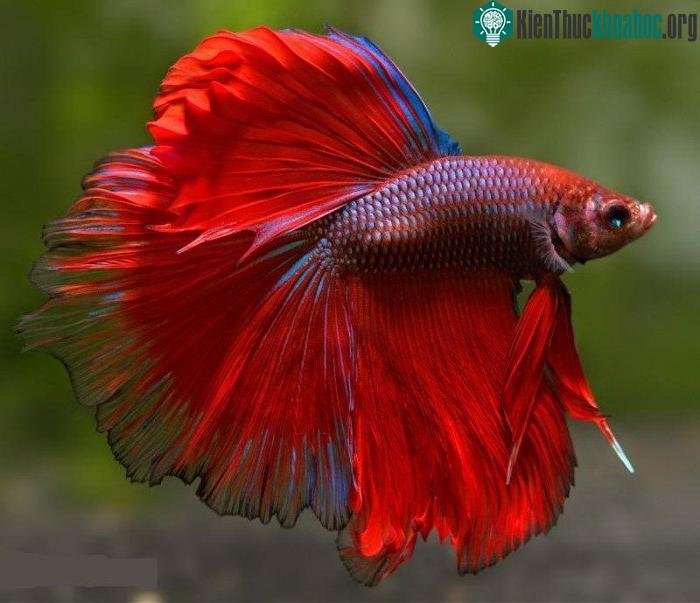 Cá chọi Betta