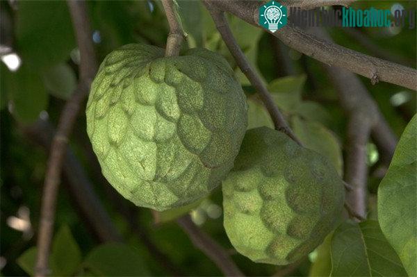 Cơm quả Cherimoya mềm ngọt, có vị lai giữa dứa và chuối.