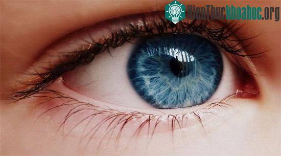 Nhiều người 60 tuổi trở lên có nguy cơ cao bị thái hóa điểm vàng