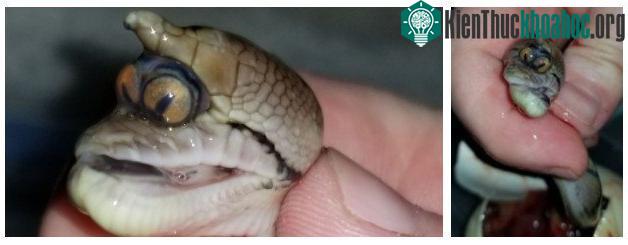 Rất có thể con trăn này mắc hội chứng 1 mắt (cyclopia).