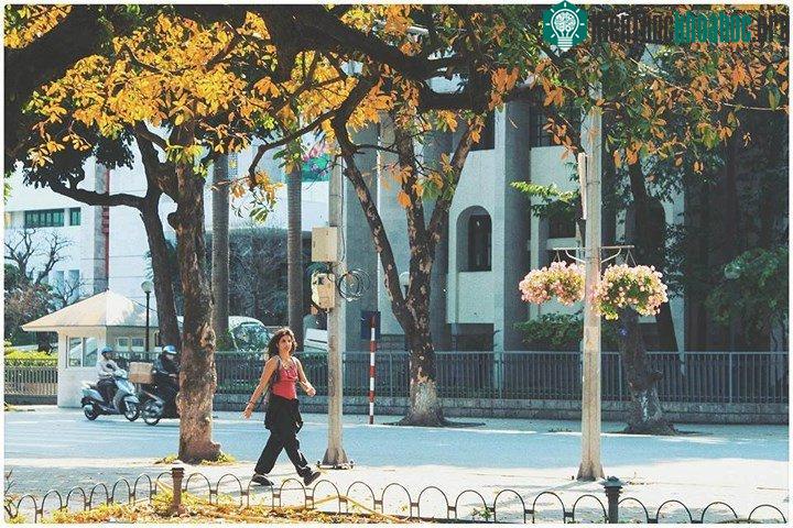 Hồ Gươm đẹp quyến rũ mùa lộc vừng thay lá ảnh 1