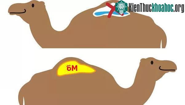 Bên trong chiếc bướu của lạc đà chứa đầy mỡ, chứ không phải nước.