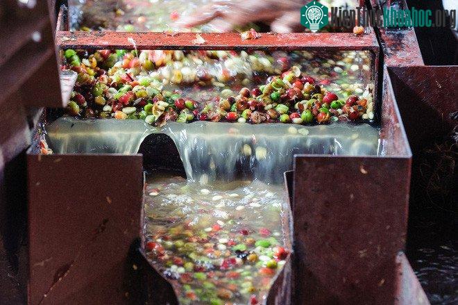 Hạt cà phê được tách vỏ sẽ được đựng trong những thùng gỗ lớn chứa đầy nước.