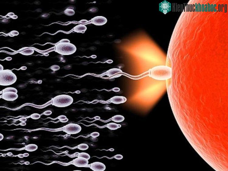 Sốt trên 38,5 độ C có thể ức chế quá trình sinh tinh trong 6 tháng.