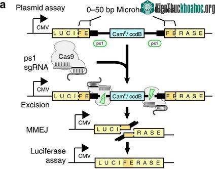 Mô tả kỹ thuật MhAX trong nghiên cứu của các nhà khoa học Nhật.