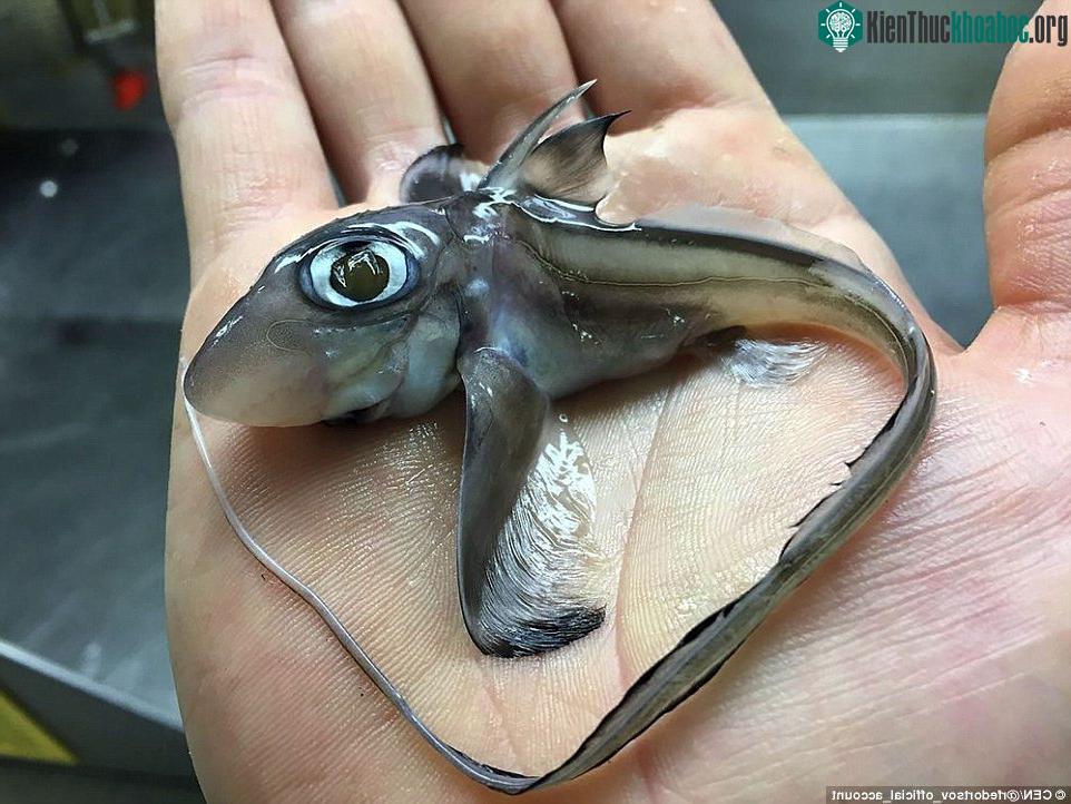 Chimaera monstrosa - còn có tên khác là cá thỏ.
