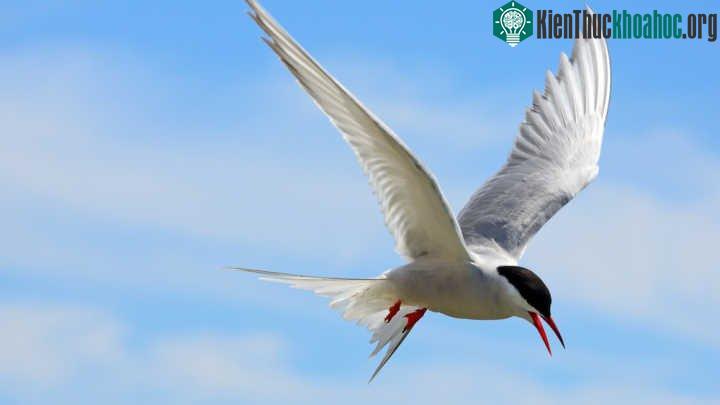 Nhàn Bắc cực là loài chim nhận được ánh sáng Mặt Trời nhiều nhất bởi chúng luôn bay đi tránh né cái lạnh mùa đông. (Ảnh: Shutterstock).