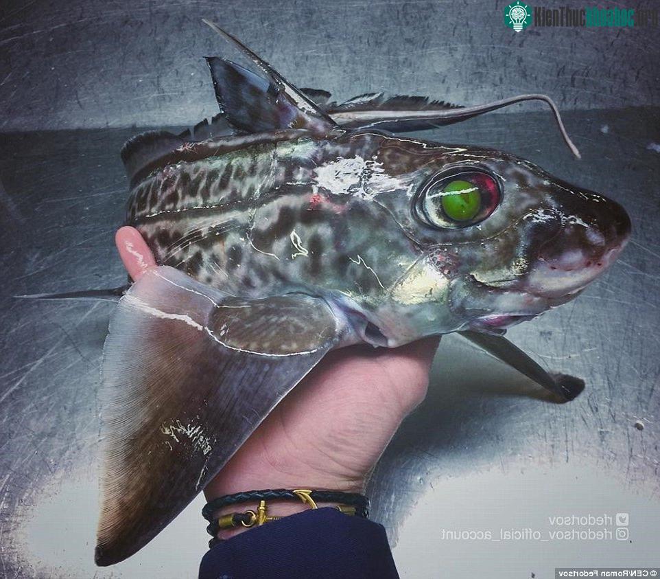 Vẫn là Chimaera monstrosa.