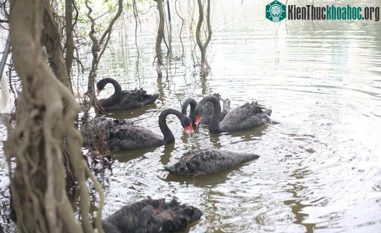 Chim Thiên nga có sức đề kháng tốt, hầu như rất ít mắc các bệnh thông thường của thủy cầm.