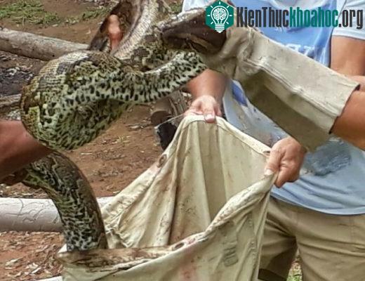 Trăn đá châu Phi khổng lồ bị bắ dài hơn 5 mét.