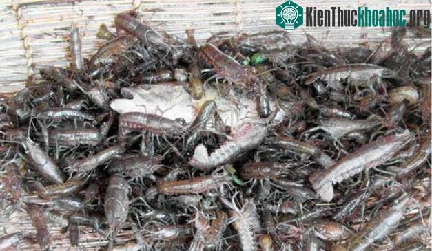 Chúng sinh sản quá nhanh, quá nhiều.