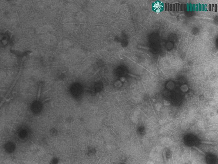 Có những loại virus với bộ gene tương đồng, nhưng xuất hiện ở hai nơi cách rất xa nhau trên Trái đất.