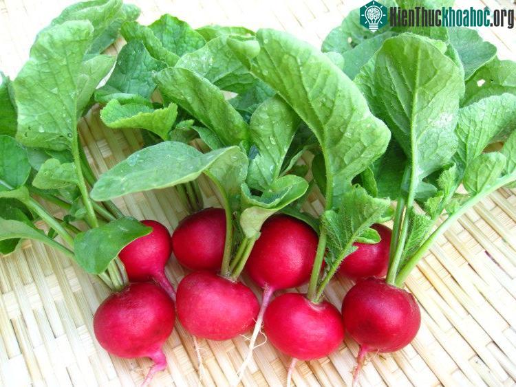 Củ cải đường