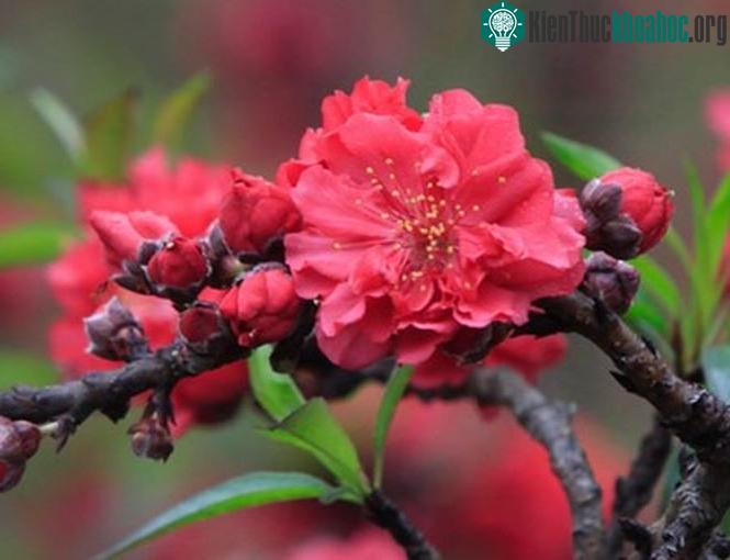 Hoa mọc thành "chùm" vài bông một.