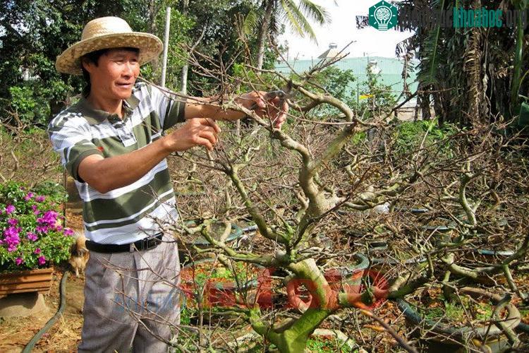 Cành mai nên được tỉa trước ngày 15 âm lịch và chậm nhất là ngày 20.