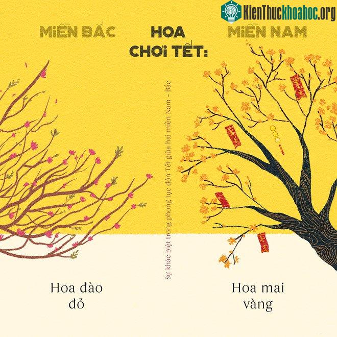 Miền Nam rực cháy hoa mai, miền Bắc nồng ấm hoa đào.