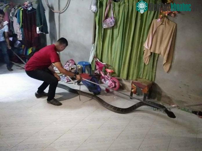 Hổ mang chúa khổng lồ bị bắt khi trốn trong nhà dân.