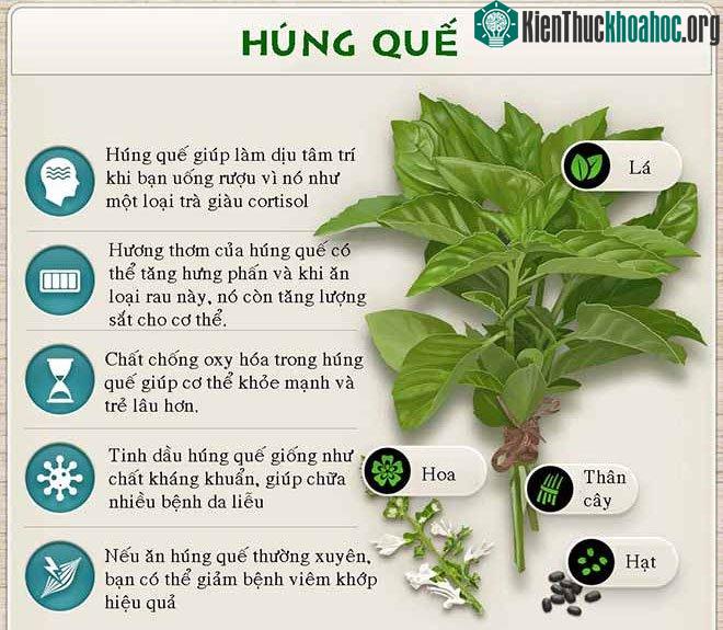 Tác dụng chữa bệnh của húng quế