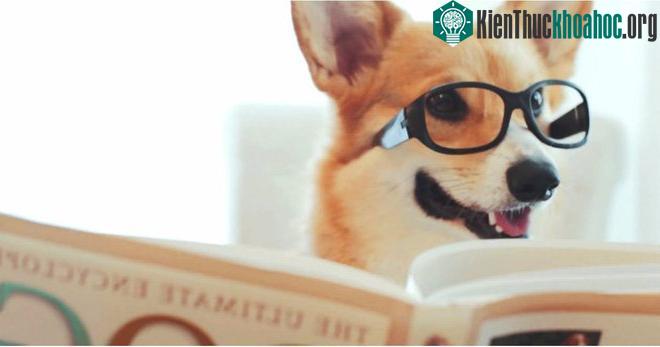 Chó có thể nhận diện được chữ