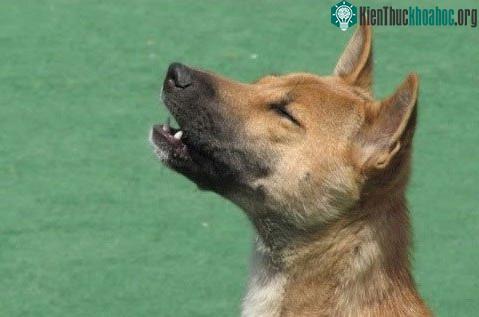 Loài chó này rất thông minh và việc thuần hoá và huấn luyện chúng có thể rất khó khăn.