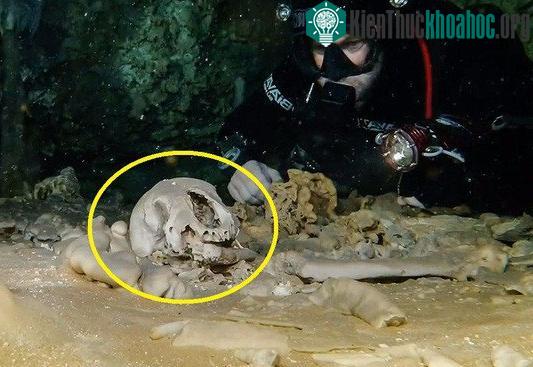 Các nhà khoa học tin rằng, chiếc sọ này thuộc kỷ Pleistocene.