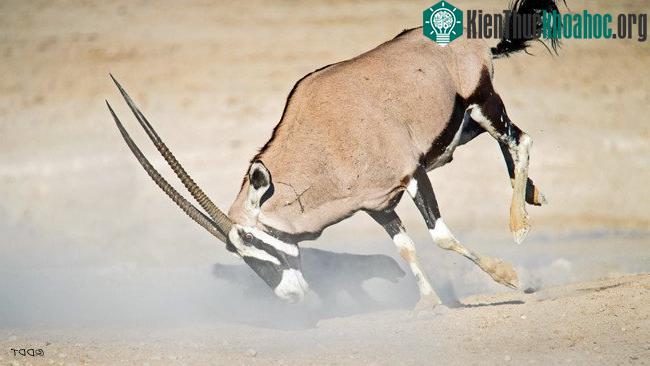 Tấn công linh dương lớn gấp 20 lần, lửng mật bị húc bay ảnh 2