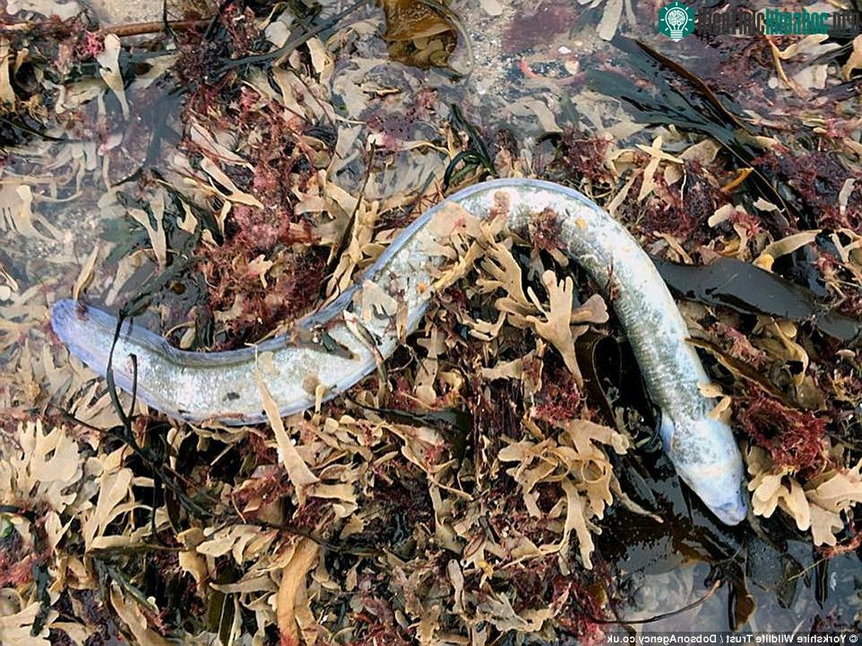 Toàn bộ bãi biển ngập trong hàng tấn các loài thủy sinh.