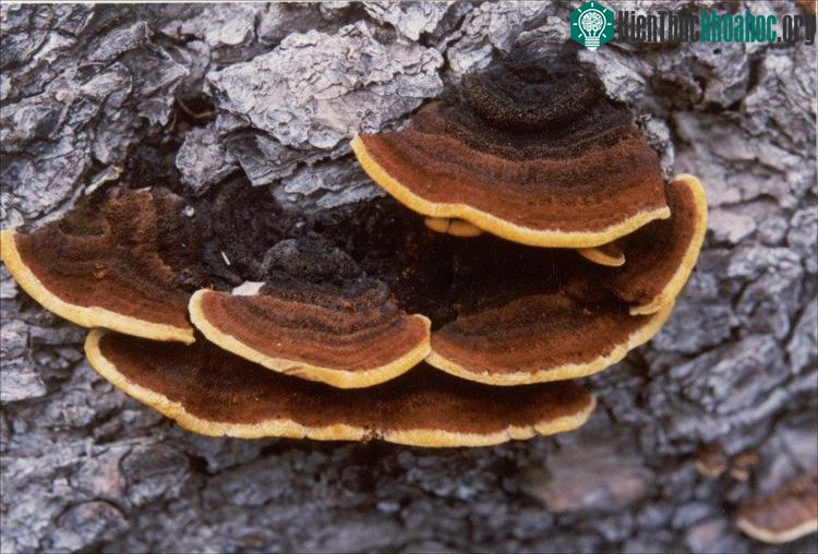Nấm thượng hoàng