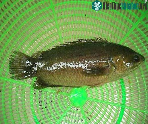 Cá rô Tổng Trường có thịt béo, thơm, dai, ngon.