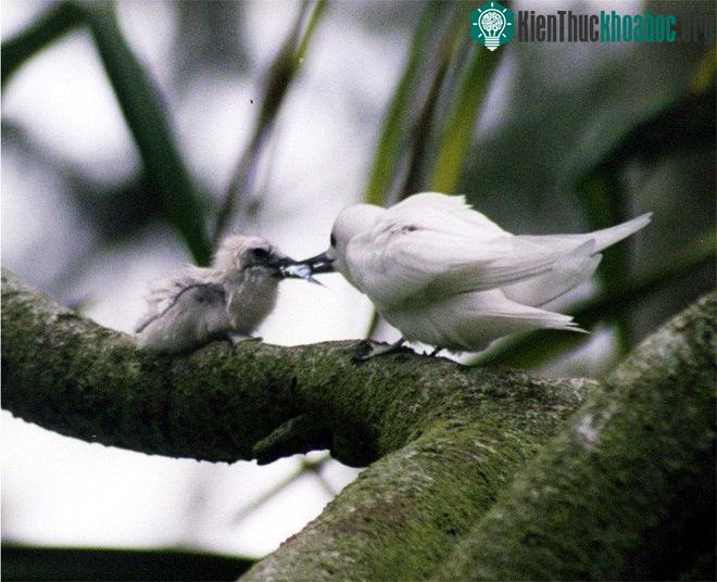 Chim nhàn trắng nuôi con ngay trên cành cây.